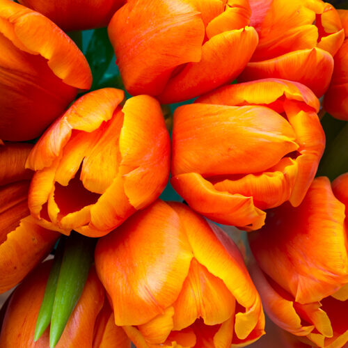 Tulpen